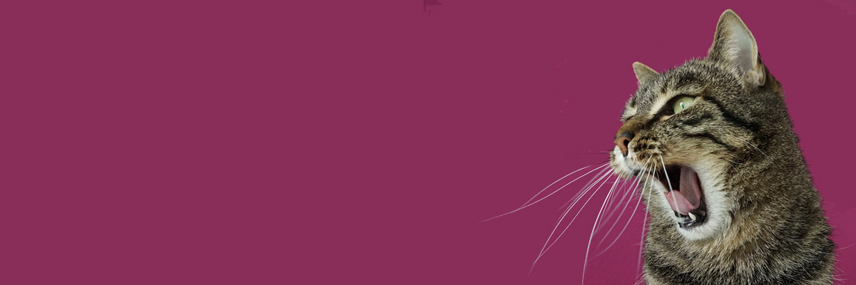 gato